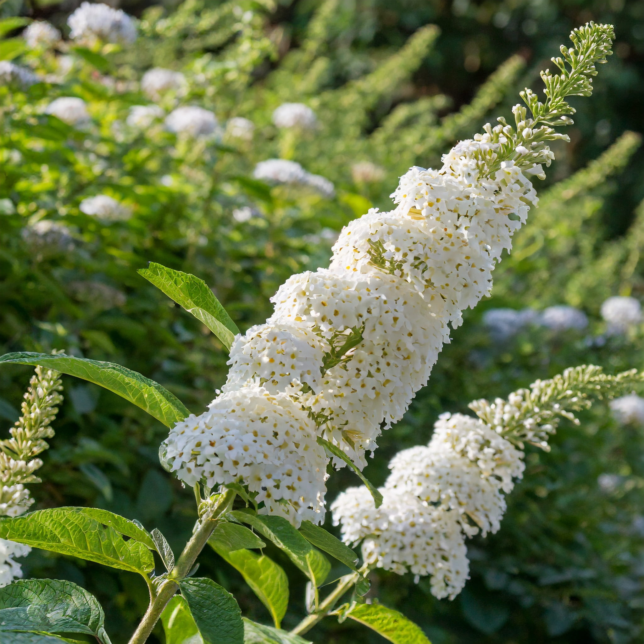Budleja Dawida White Profusion