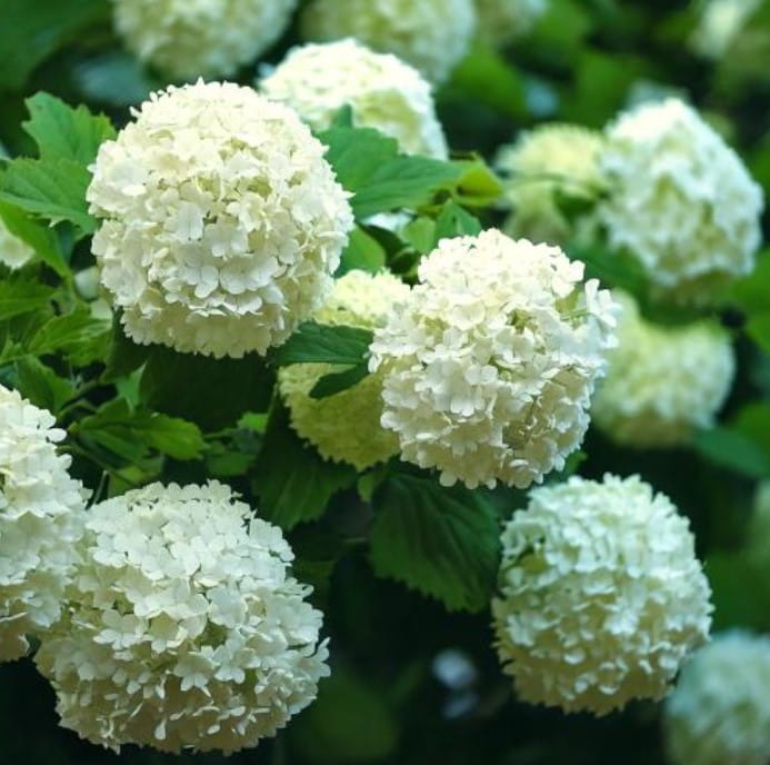 Kalina koralowa Roseum