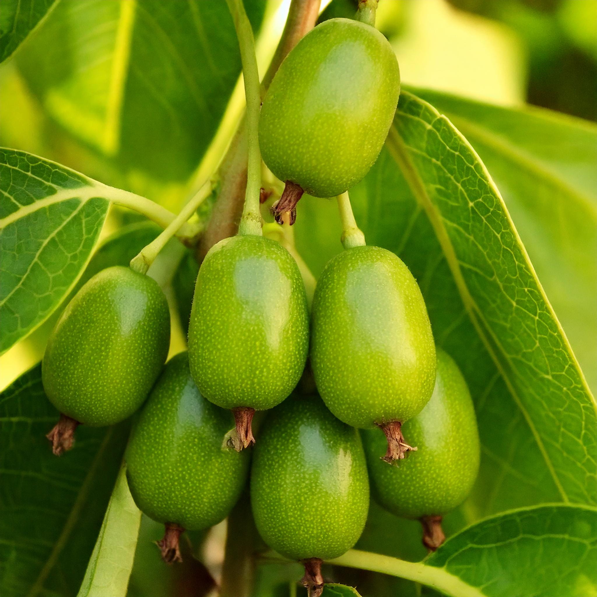 Aktinidia ISSAI (Mini Kiwi) P9