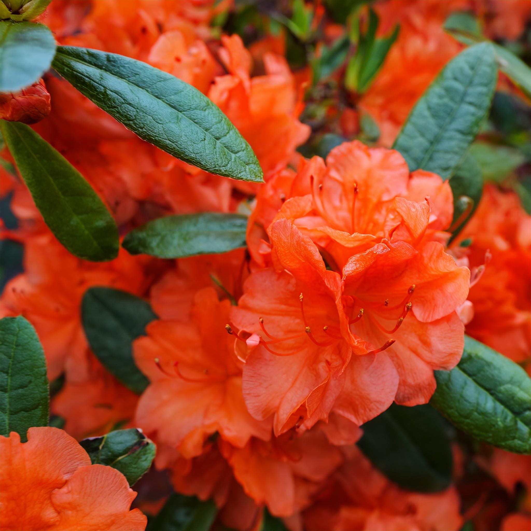 Azalia japońska Geisha Orange