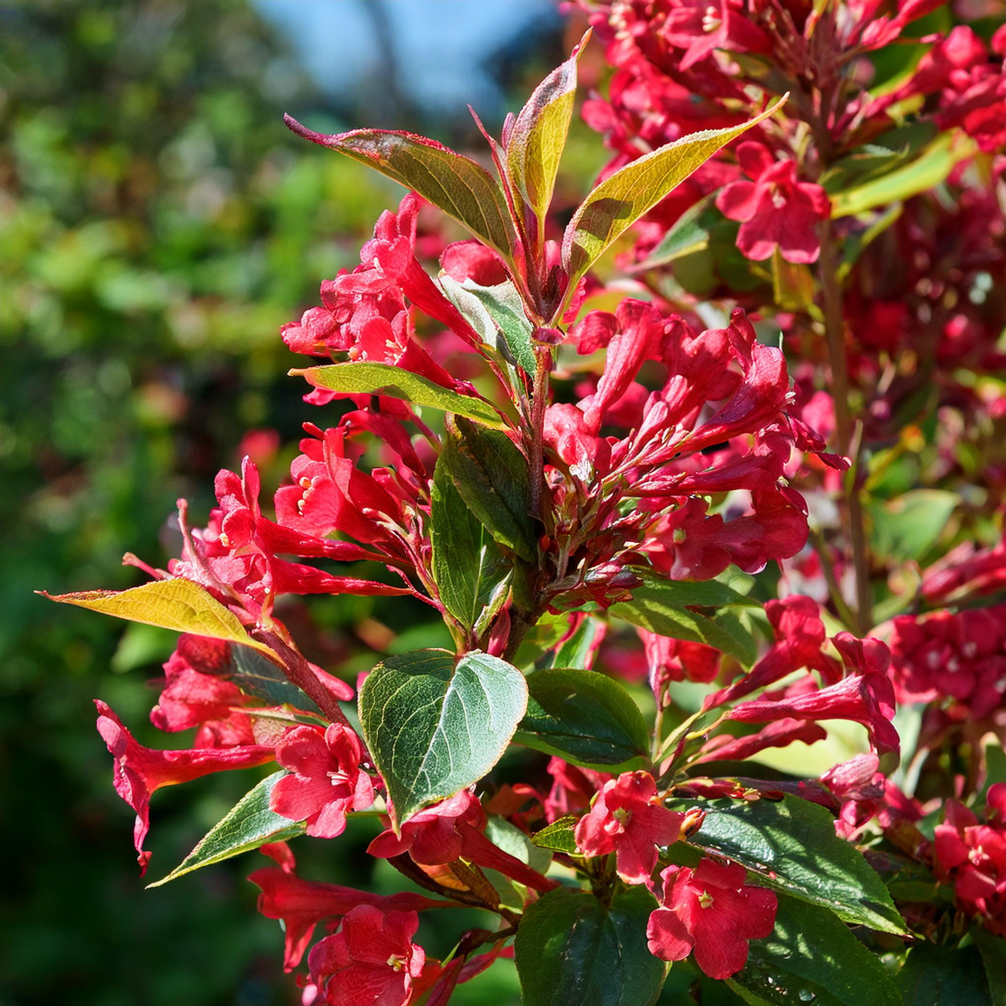 Krzewuszka cudowna Red Prince