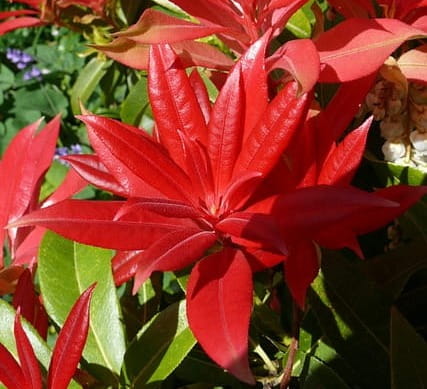 Pieris japoński Forest Flame C4