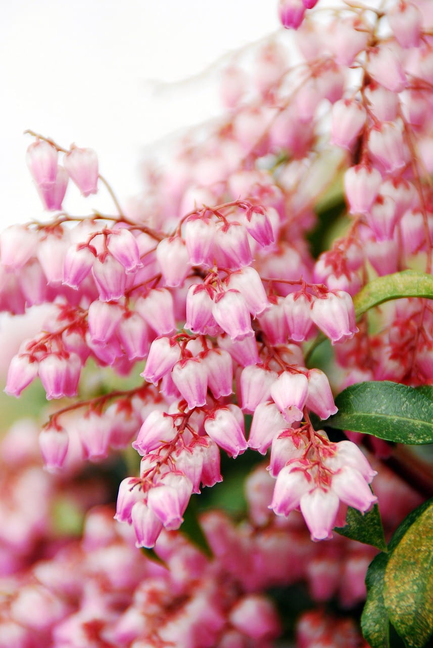 Pieris japoński Ralto C4