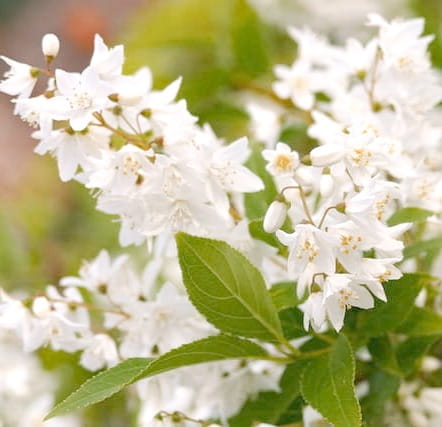 Żylistek mieszańcowy Variegata