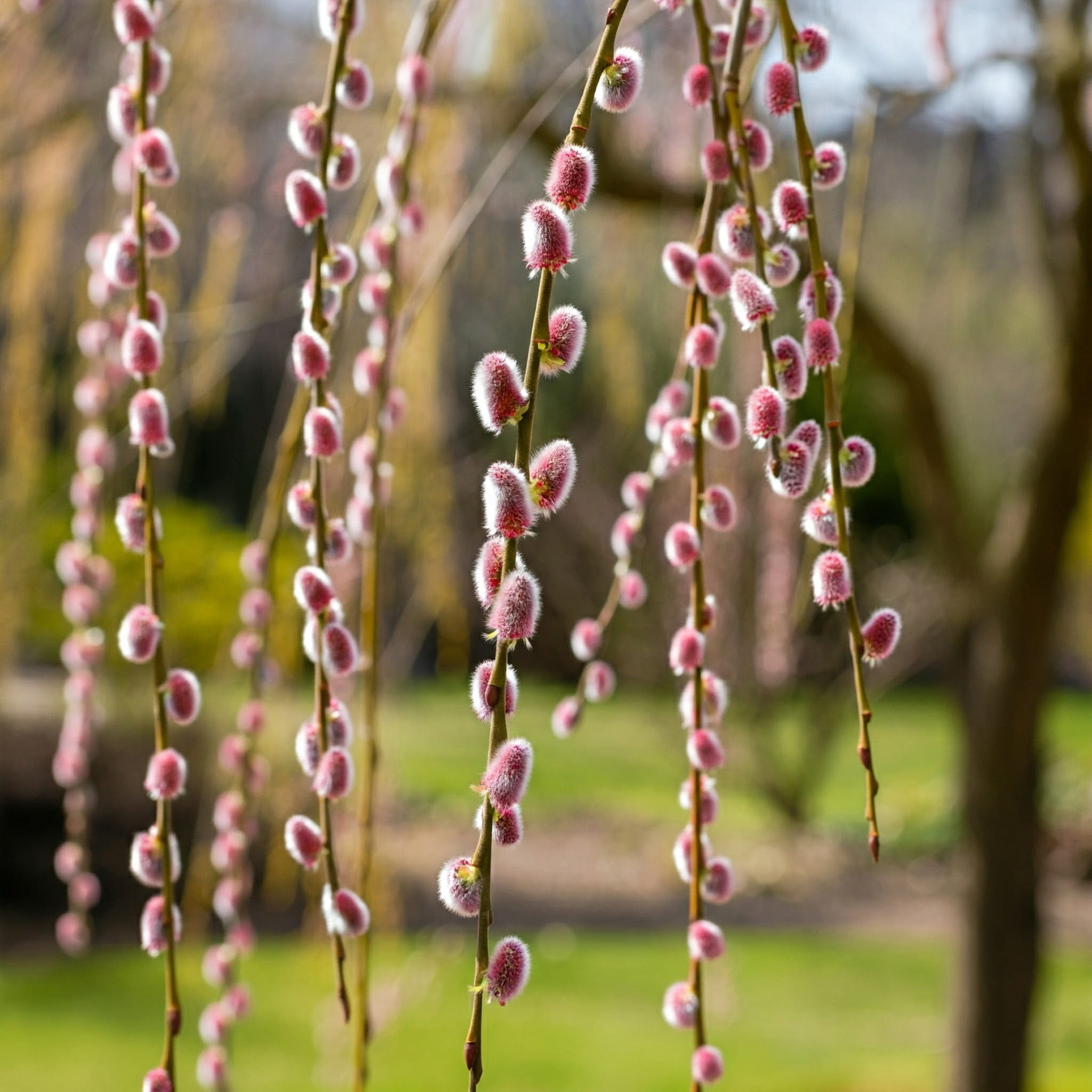 Wierzba Salix Mt Aso ( Pink Cushion)