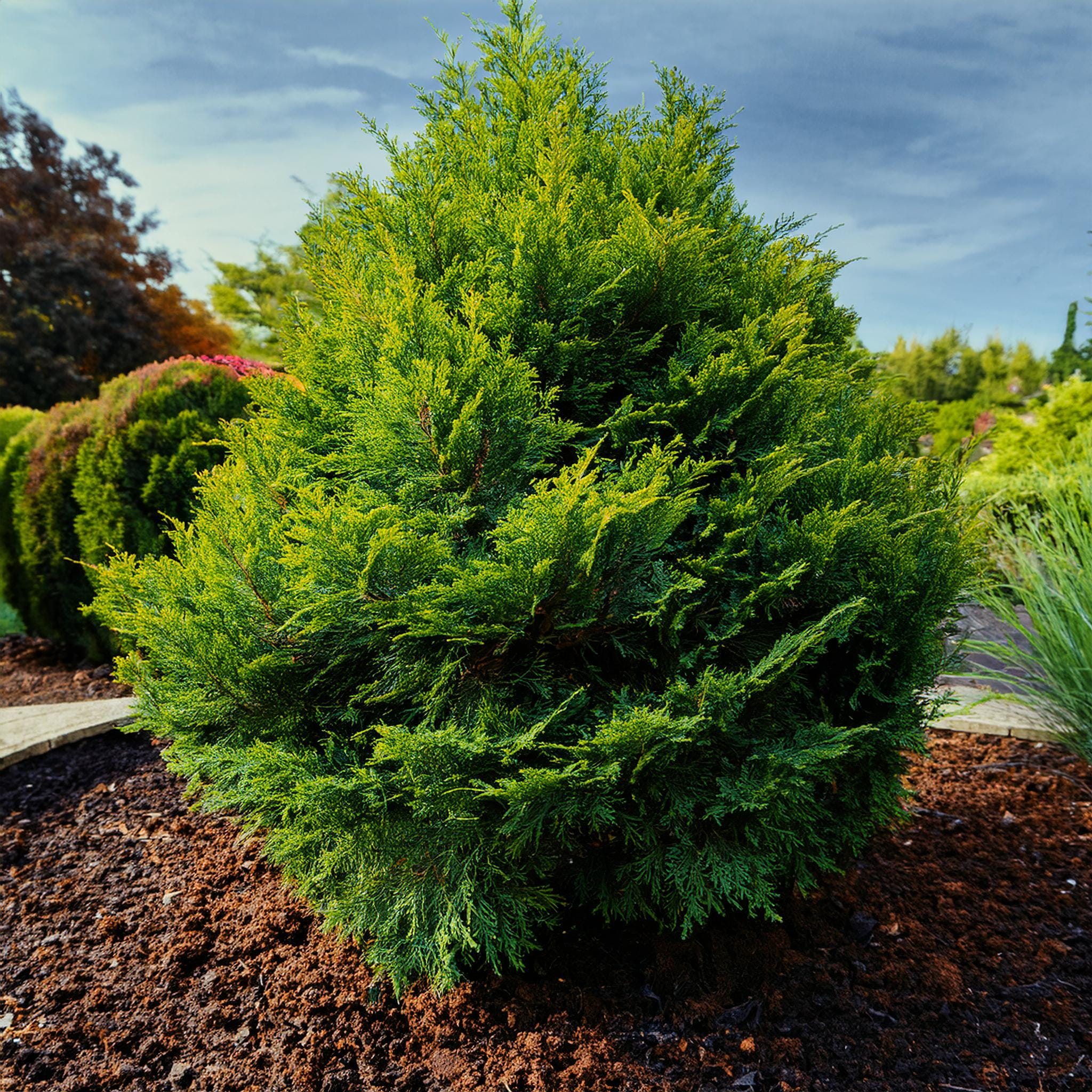 Tuja zachodnia 'Miky'  Thuja occidentalis miniaturowa sadzonka