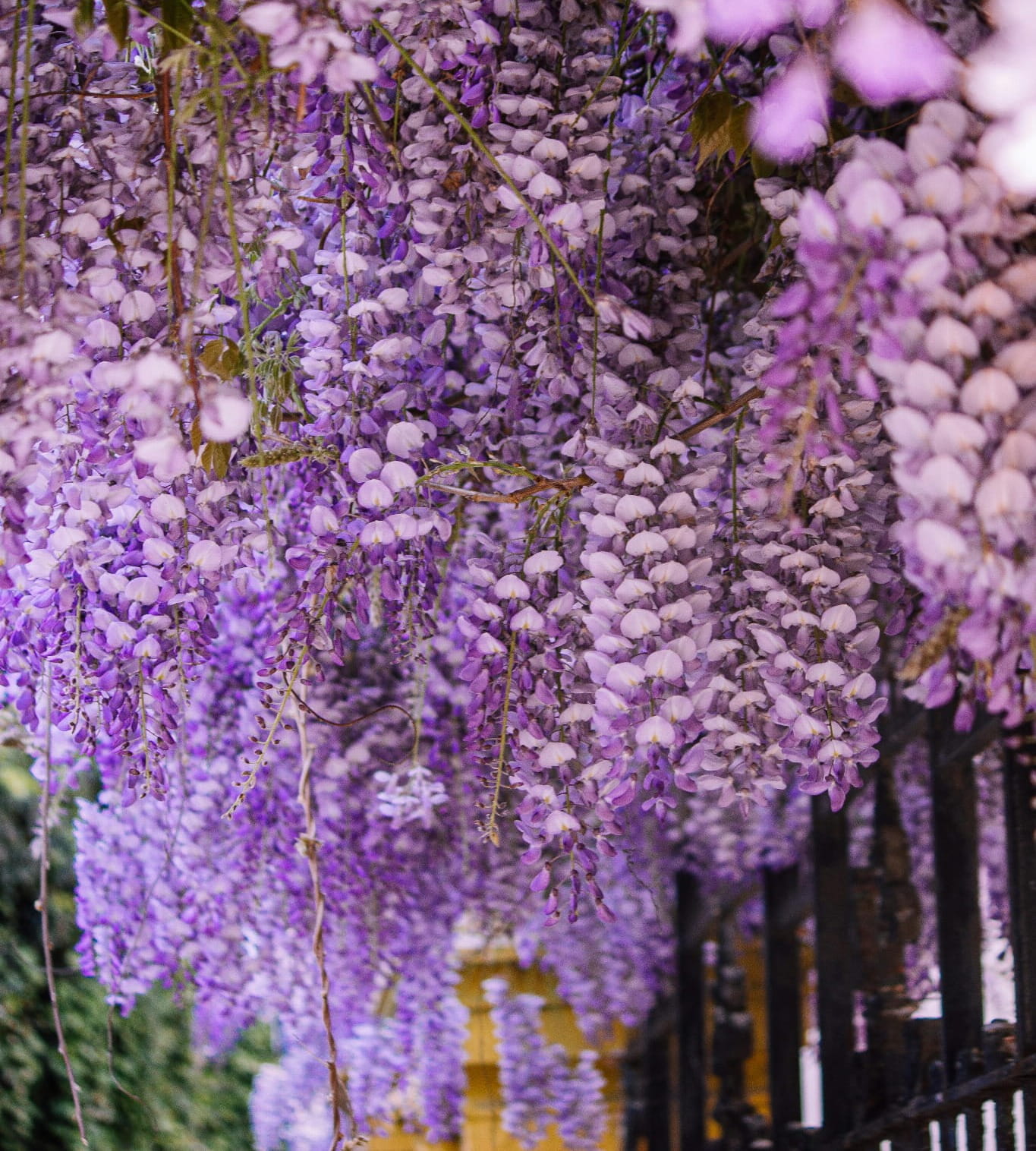 Glicynia chiska , wisteria Zielona Para