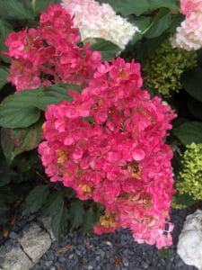 Hortensja bukietowa Diamand Rouge