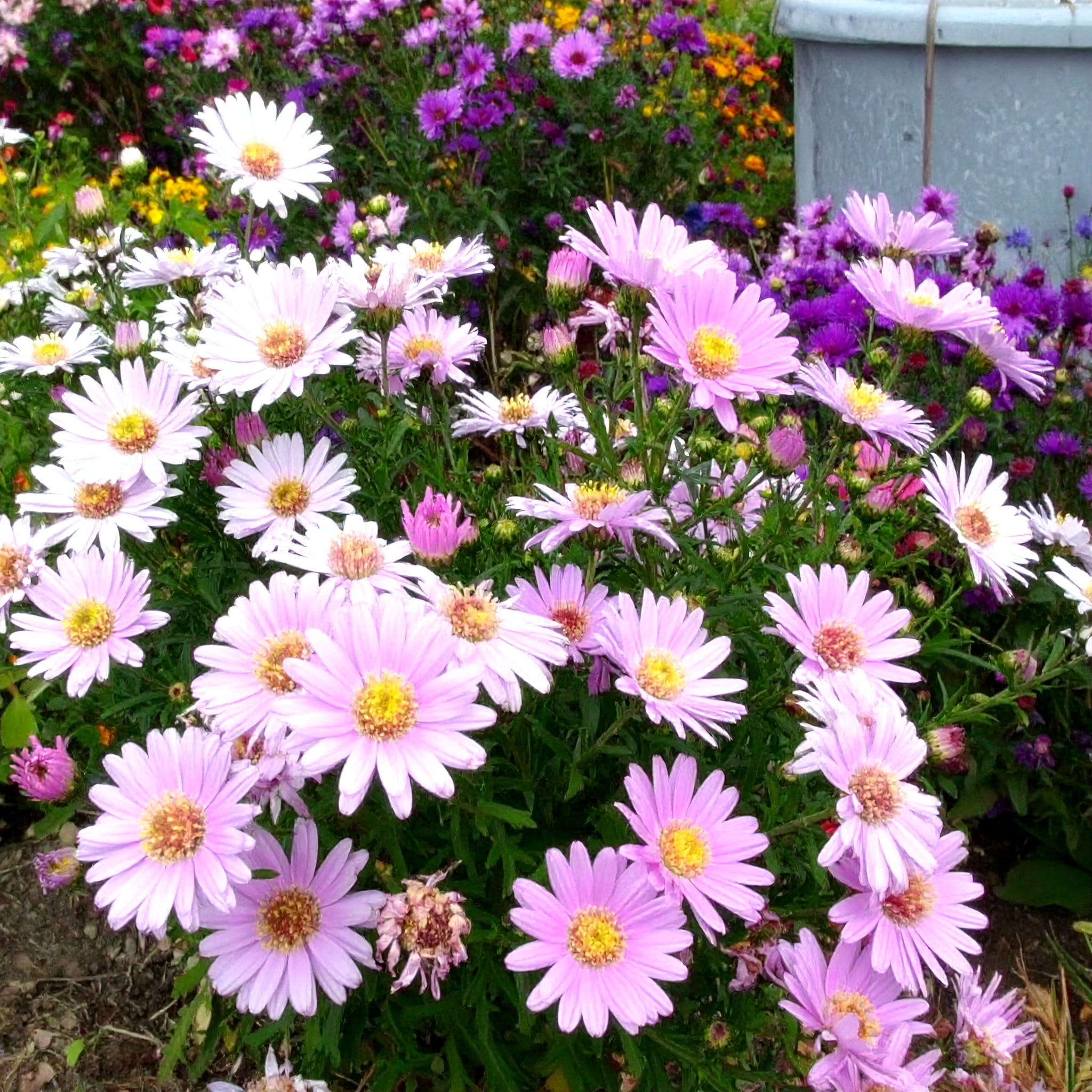 Aster nowobelgijski Fellowship