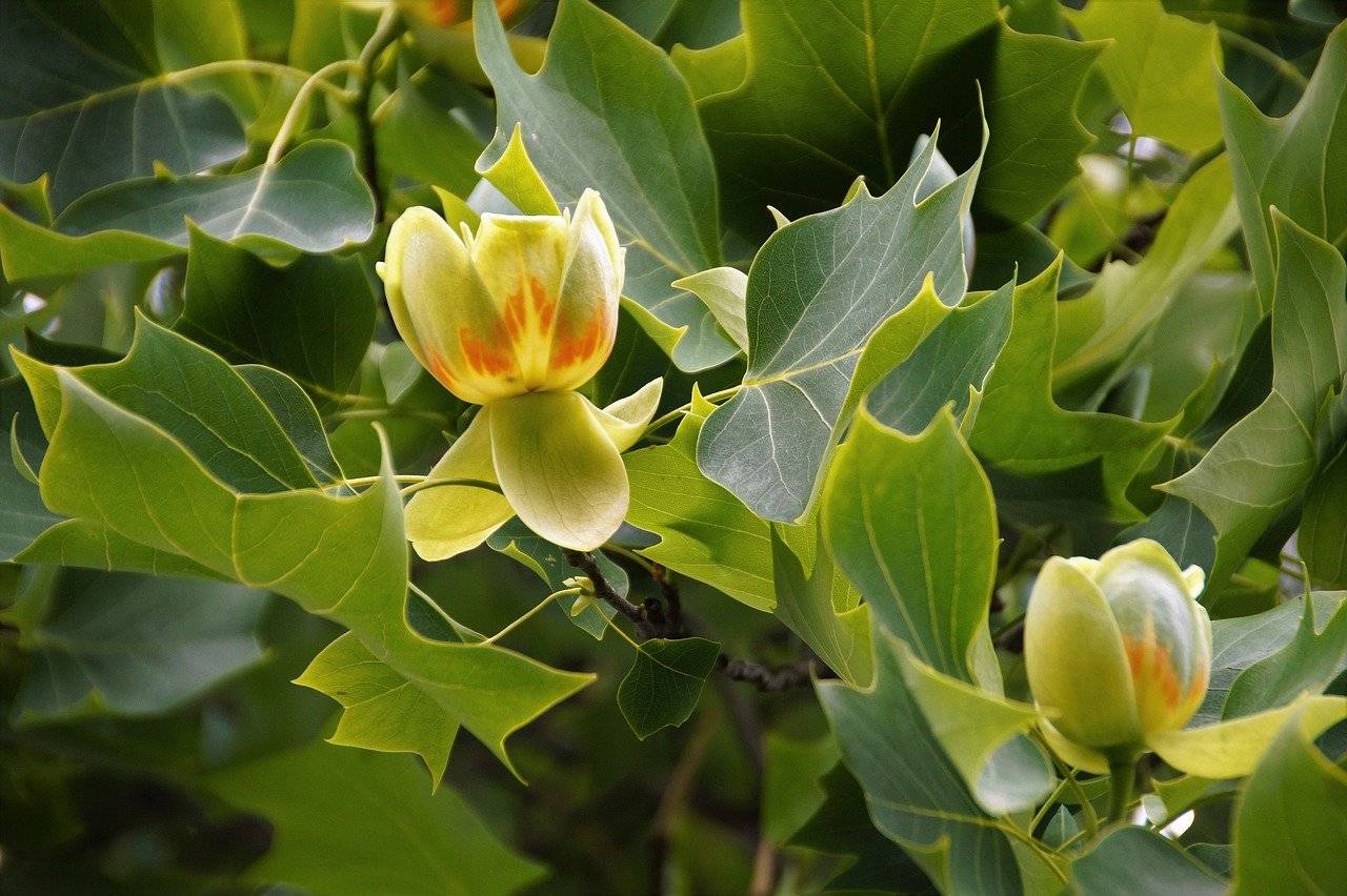 Tulipanowiec amerykański
