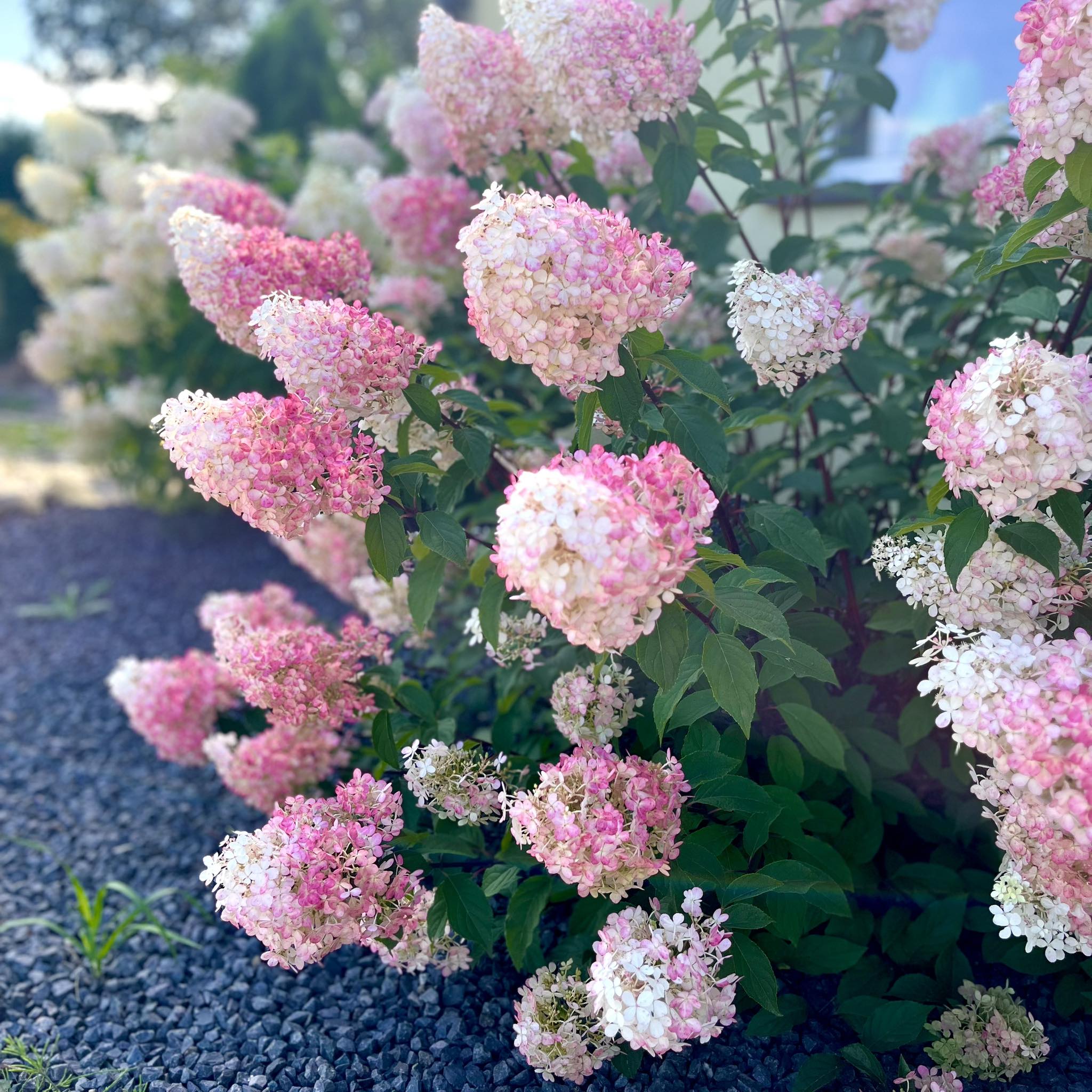 Hortensja bukietowa Vanille Fraise
