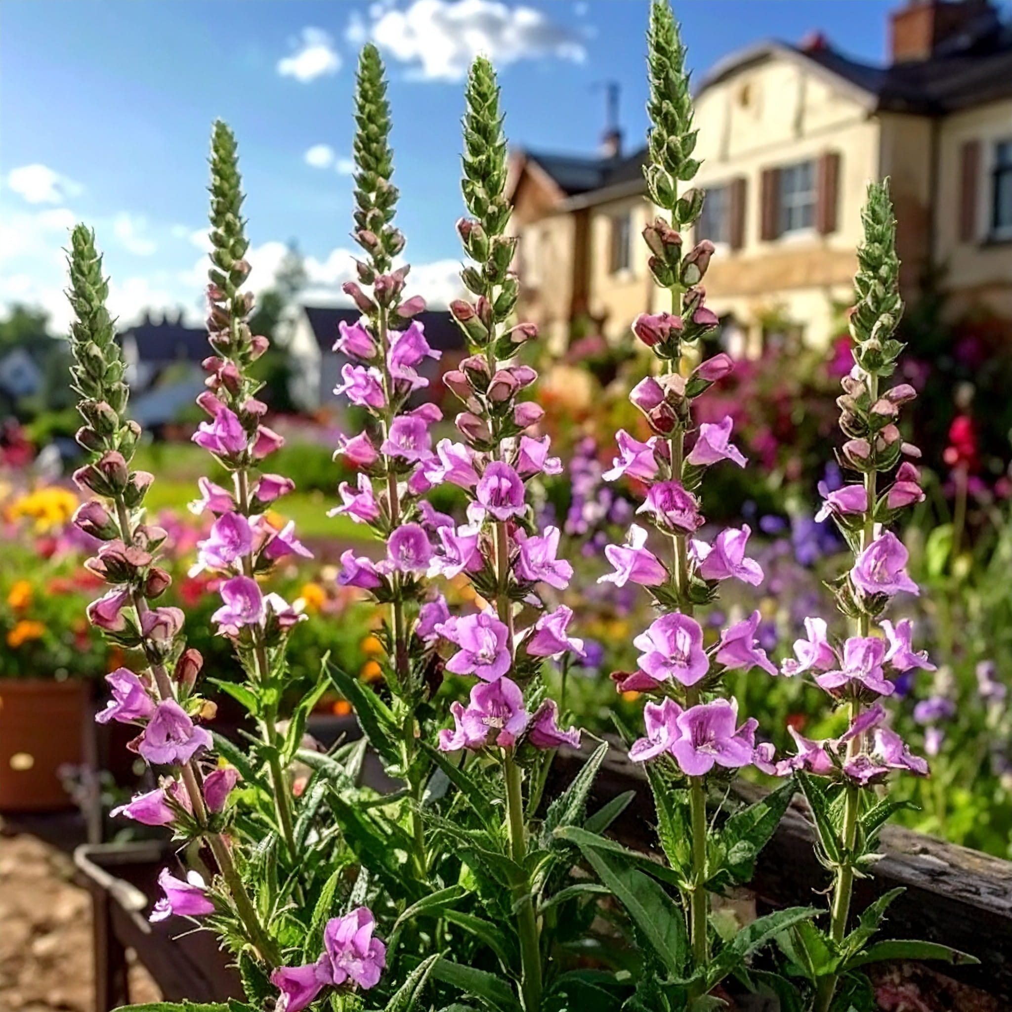 Odętka wirginijska Rosea