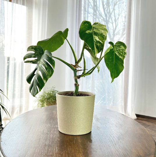 Monstera deliciosa Variegata Zielona Para