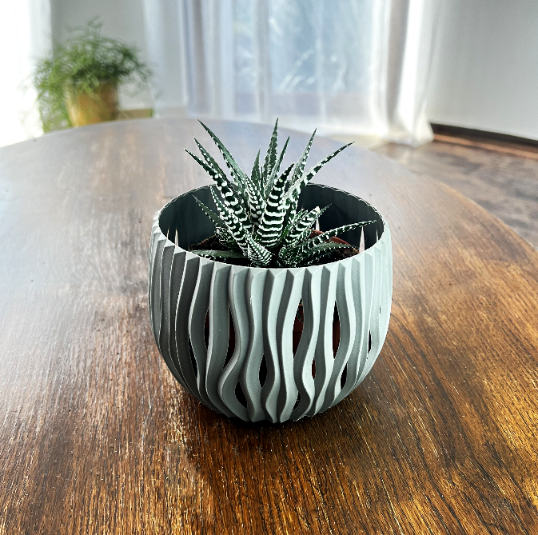 Aloes ocisty (Aloe aristata) Zielona Para